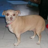 Mona, Minihund sucht neue Familie, Hündin zur Adoption