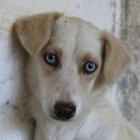 Shani, geb. 01/2024, 53947 Nettersheim, Hündin zur Adoption