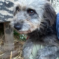 Ana sucht Ihre Menschen!, Hündin zur Adoption