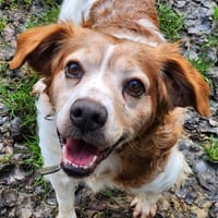 FLETCHER, chien à adopter