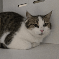 CERISE, chatte à adopter