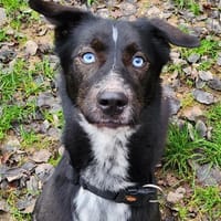 FURBY, chien à adopter