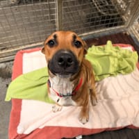 RAGHBULL, chien à adopter