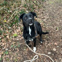 JASMINE OAA19921, chienne à adopter