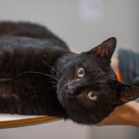 CHANS, chat à adopter