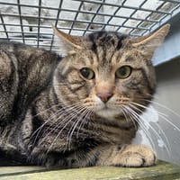 YUJI, chat à adopter