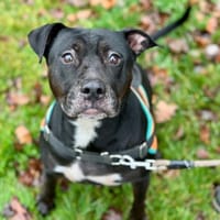 SNOW OAA19910, chienne à adopter