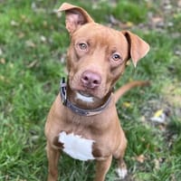 KAIRO HAA24700, chien à adopter