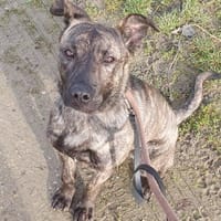 LORD OAA19920, chien à adopter