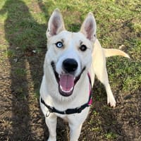 BIANCA, chienne à adopter