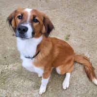 KYBA, chien à adopter