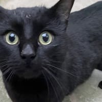 SHAZAM, chat à adopter