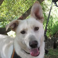 MARCEL, chien à adopter