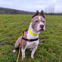 LUNA, chienne à adopter