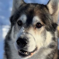 HERMES OAA19912, chien à adopter