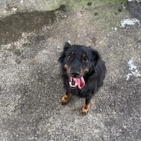 PERSEPHONE, chienne à adopter