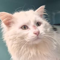 MAJESTY, chat à adopter