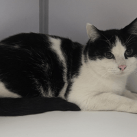 ANANAS, chat à adopter