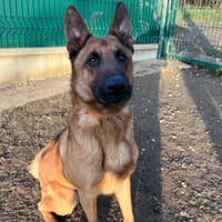 CAMPEON, chien à adopter