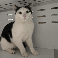 POPCORN, chat à adopter