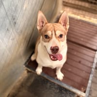 BAIKAL, chien à adopter