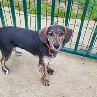 lola, chienne à adopter