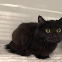 LILLY, chatte à adopter