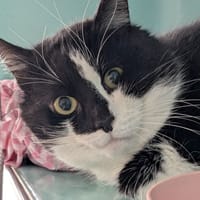 ZEN, chat à adopter