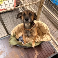 TOUKAN, chien à adopter