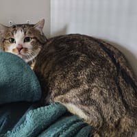 Moumoutte, chat à adopter