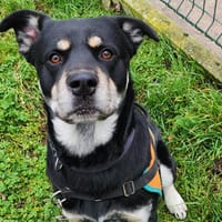 DJANGO, chien à adopter