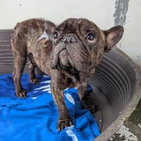 ROOKIE, chien à adopter