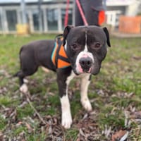 TENEBRE OAA19919, chien à adopter