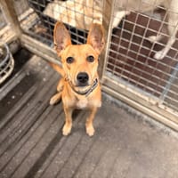 ZANA, chienne à adopter