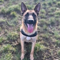 MOOREA, chienne à adopter