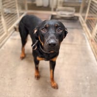 ROOKY, chien à adopter