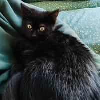 GIGI, chatte à adopter