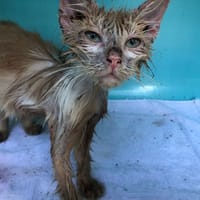 CROÛTON ( FELV + ), chat à adopter