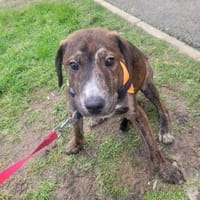 CAFE, chien à adopter