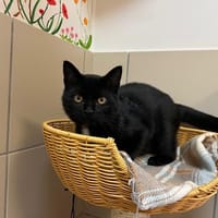LOULOU, chat à adopter
