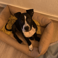 KENZOCH, chien à adopter