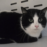 MUFFIN, chat à adopter