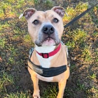 STEFFY, chienne à adopter