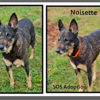 NOISETTE, chienne à adopter