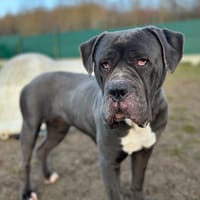 CARBO, chienne à adopter