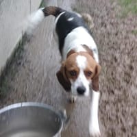 SARAH Réservée, chienne à adopter