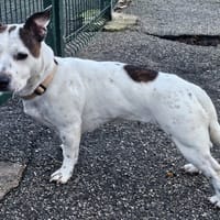 Tya, chienne à adopter