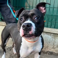 Raya, chienne à adopter