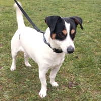 Spooky, chien à adopter