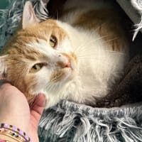 SACHA, chat à adopter